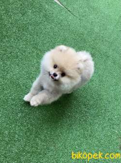 A KALİTE SHOW DÜZEY TEDDYBEAR POMERANİAN BOO OĞLUMUZ 3