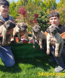A Kalite Sivas Kangal Yavrularım 4