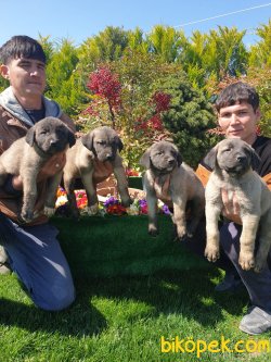 A Kalite Sivas Kangal Yavrularım 2