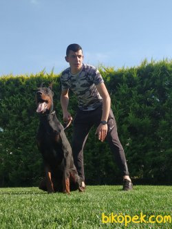 A Kalite Super King Doberman Yavrularım 3