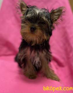 A Kalite Teacup Yorki Bebegimiz 4