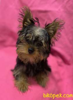 A Kalite Teacup Yorki Bebegimiz 1