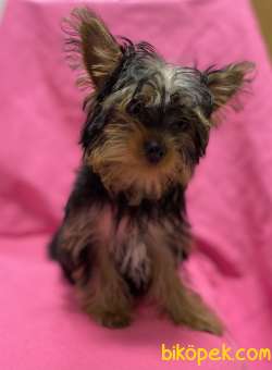 A Kalite Teacup Yorki Bebegimiz 2