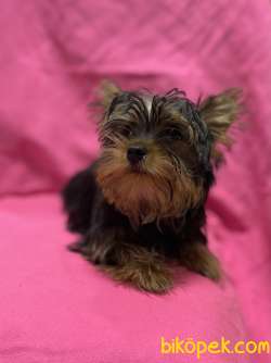 A Kalite Teacup Yorki Bebegimiz 3