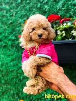 A KALİTE TOY POODLE 1