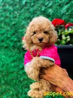 A KALİTE TOY POODLE 3