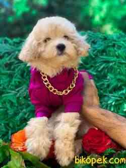 TOY POODLE KIZIMIZ 3