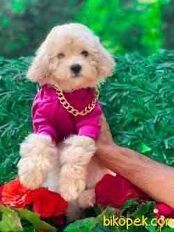 TOY POODLE KIZIMIZ 2