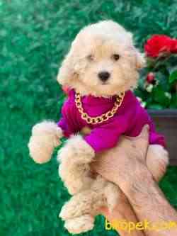 TOY POODLE KIZIMIZ 1