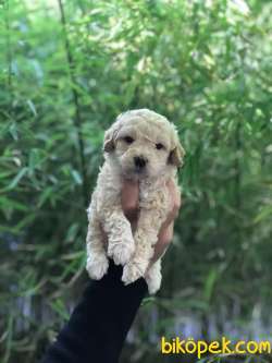 A KALİTE TOY POODLE YAVRULAR 1