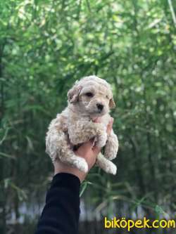 A KALİTE TOY POODLE YAVRULAR 5