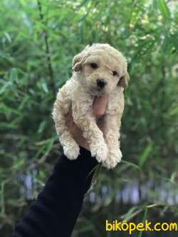 A KALİTE TOY POODLE YAVRULAR 3