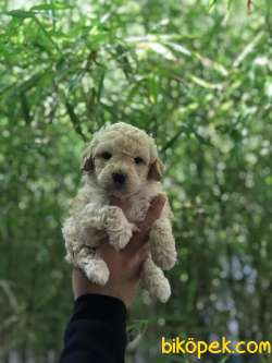 A KALİTE TOY POODLE YAVRULAR 2