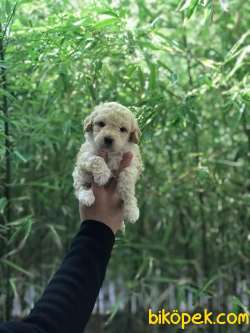 A KALİTE TOY POODLE YAVRULAR 4