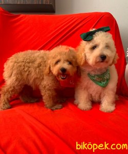 A KALİTE TOY POODLE YAVRULARIMİZ 2