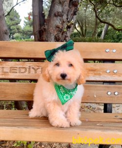 A KALİTE TOY POODLE YAVRULARIMİZ 4