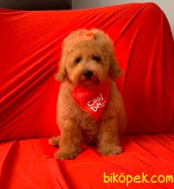 A KALİTE TOY POODLE YAVRULARIMİZ 1