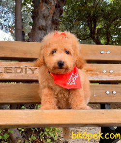 A KALİTE TOY POODLE YAVRULARIMİZ 5