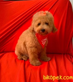 A KALİTE TOY POODLE YAVRULARIMİZ 3
