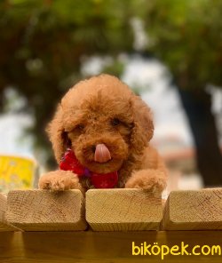 Satılık A Kali̇te Toy Poodle Yavrularımi̇z 5