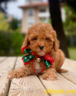 Satılık A Kali̇te Toy Poodle Yavrularımi̇z 1