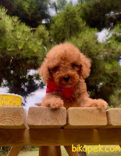 A KALİTE TOY POODLE YAVRULARIMİZ 3