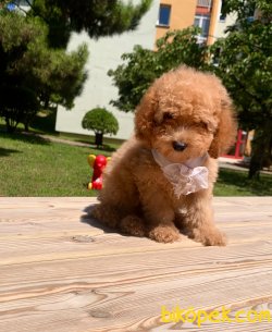 A KALİTE TOY POODLE YAVRULARIMİZ 1