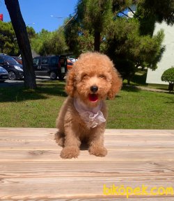 A KALİTE TOY POODLE YAVRULARIMİZ 2