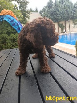A KALİTE TOY POODLE YAVRULARIMİZ 5