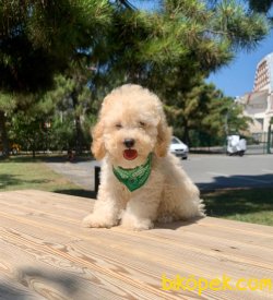 A KALİTE TOY POODLE YAVRULARIMİZ 4