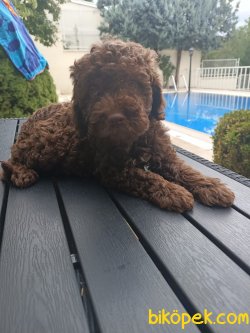 A KALİTE TOY POODLE YAVRULARIMİZ 4