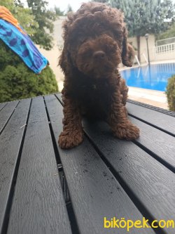 A KALİTE TOY POODLE YAVRULARIMİZ 3