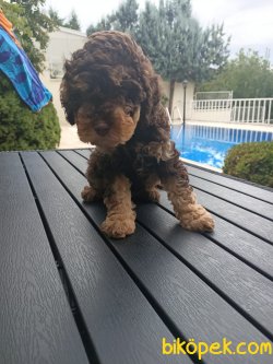 A KALİTE TOY POODLE YAVRULARIMİZ 5