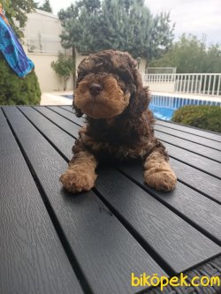 A KALİTE TOY POODLE YAVRULARIMİZ 2