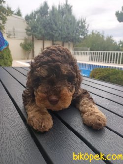 A KALİTE TOY POODLE YAVRULARIMİZ 3