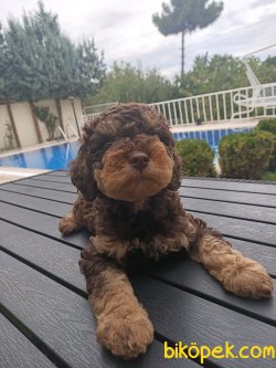 A KALİTE TOY POODLE YAVRULARIMİZ 5