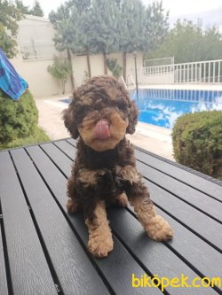 A KALİTE TOY POODLE YAVRULARIMİZ 1