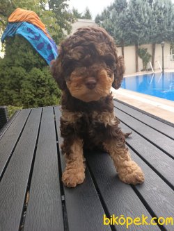 A KALİTE TOY POODLE YAVRULARIMİZ 2