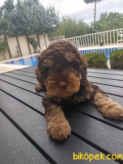 A KALİTE TOY POODLE YAVRULARIMİZ 2