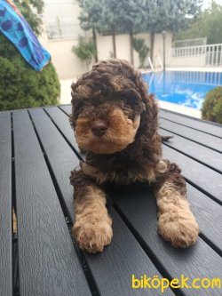 A KALİTE TOY POODLE YAVRULARIMİZ 4