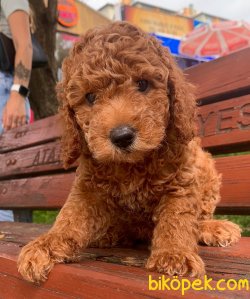 A KALİTE TOY POODLE YAVRULARIMİZ 1