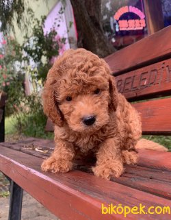 A KALİTE TOY POODLE YAVRULARIMİZ 5