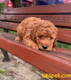 A KALİTE TOY POODLE YAVRULARIMİZ 3