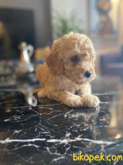 A KALİTE TOY POODLE YAVRULARIMİZ 2