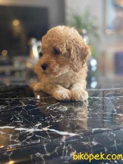 A KALİTE TOY POODLE YAVRULARIMİZ 3