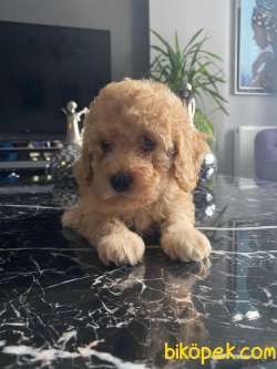 A KALİTE TOY POODLE YAVRULARIMİZ 5