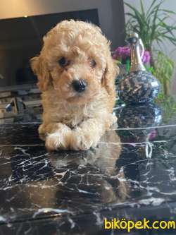 A KALİTE TOY POODLE YAVRULARIMİZ 1