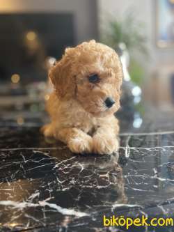 A KALİTE TOY POODLE YAVRULARIMİZ 4