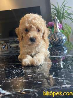 A KALİTE TOY POODLE YAVRULARIMİZ 2
