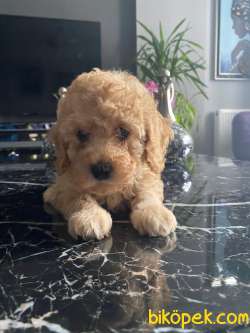 A KALİTE TOY POODLE YAVRULARIMİZ 5